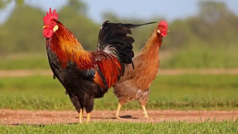 Khám phá đặc điểm để nhận dạng của Gà Thư Hùng Kê