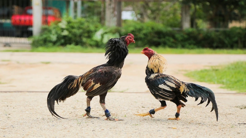 Cách chọn gà đá cựa sắt có hiệu quả cao