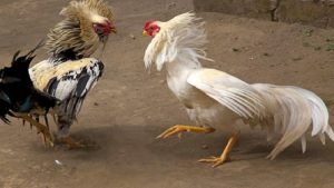 Tầm quan trọng của việc huấn luyện gà đá