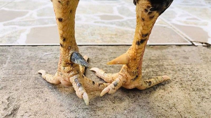 Vì sao chọn cựa gà phù hợp quan trọng?
