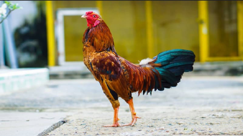 Cách chọn cựa gà phù hợp với từng giống gà chiến