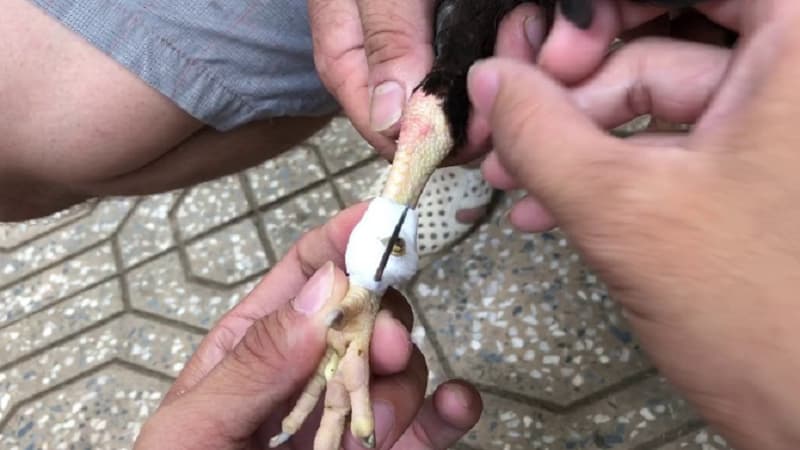 Những lưu ý khi gắn cựa gà chiến và chọn cựa gà phù hợp