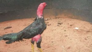 Giới thiệu về gà Lão Kê Thần Đông